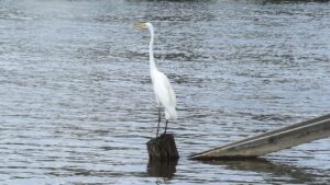 ファスティング中の口臭はいつまで続くの？