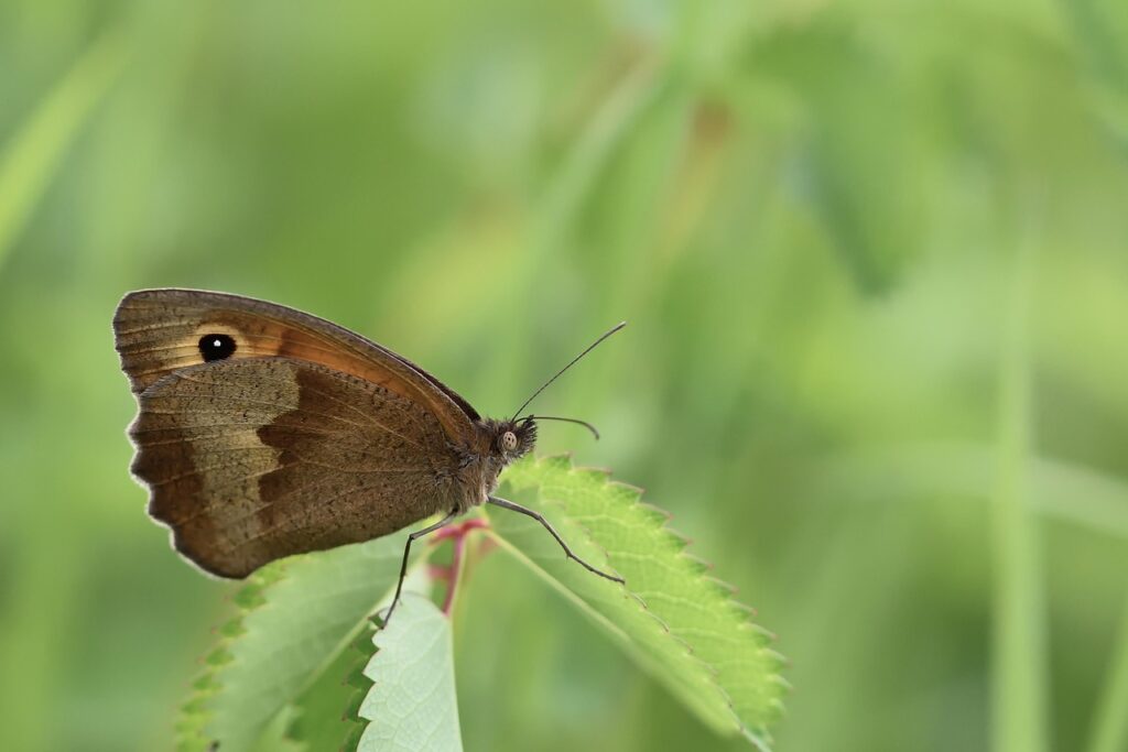 腸内フローラを改善することで体臭は本当にできるの？